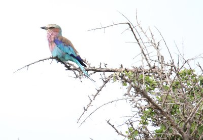 Lilac-breasted Roller_3586.JPG