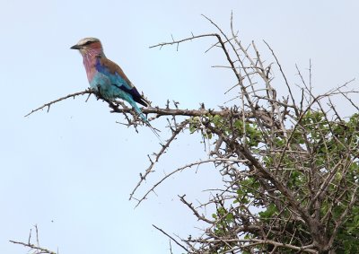 Lilac-breasted Roller_3591.JPG