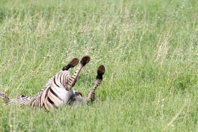 Burchell's Zebra_3597.JPG