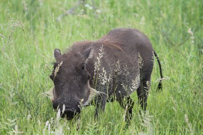 Warthog_3601.JPG