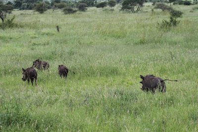Warthogs_3616.JPG