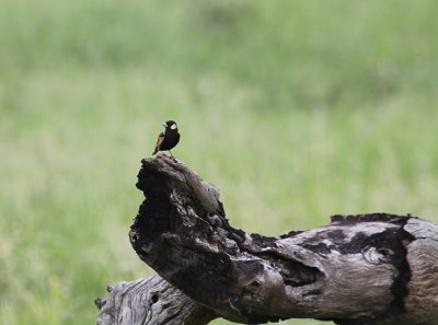 Chestnut-backed Sparrowlark_3622.JPG