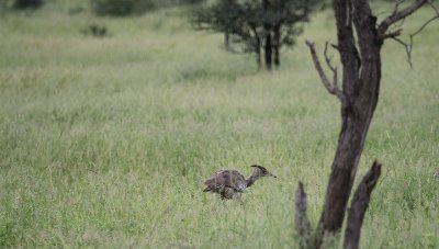 Kori Bustard_3632.JPG