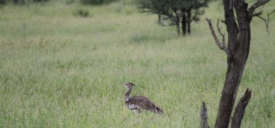 Kori Bustard_3634.JPG