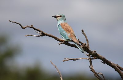 European Roller_3642.JPG