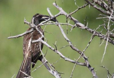 African Grey Hornbill_3647.JPG