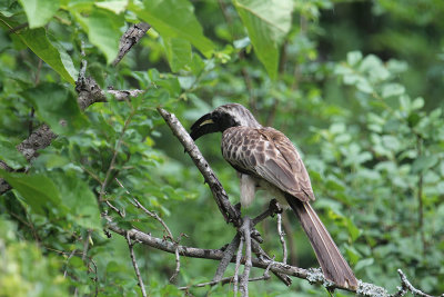 African Grey Hornbill_3649.JPG
