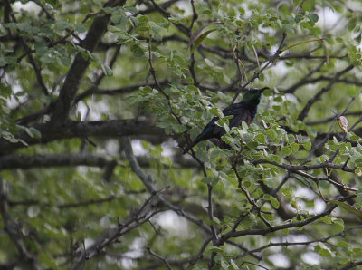 Marico Sunbird_3656.JPG