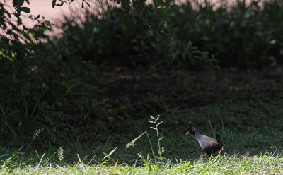 Black Crake_3665.JPG