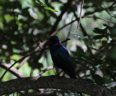 Burchell's Starling_3666.JPG