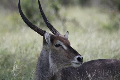 Waterbuck_3672.JPG