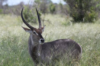 Waterbuck_3674.JPG