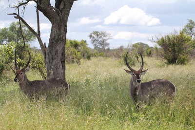 Waterbuck_3675.JPG