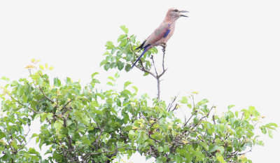 Purple Roller_3683.JPG