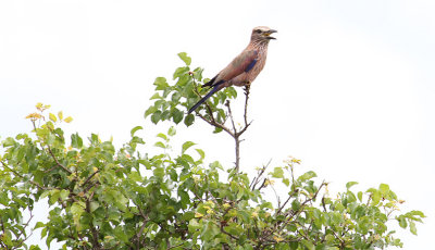 Purple Roller_3685.JPG