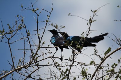 Burchell's Starlings_3691.JPG