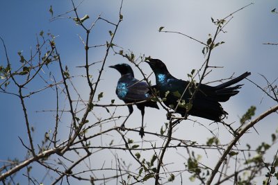 Burchell's Starlings_3693.JPG