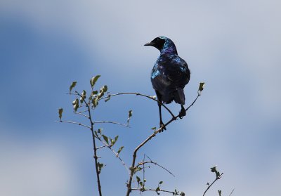 Burchell's Starling_3695.JPG