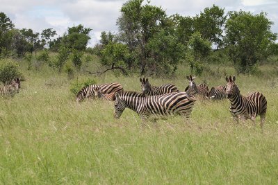 Burchell's Zebras_3699.JPG