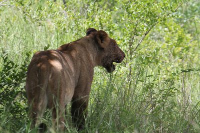 Transvaal Lion_3702.JPG