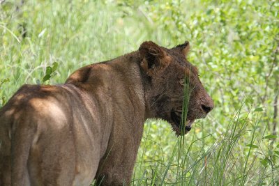 Transvaal Lion_3708.JPG