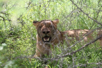 Transvaal Lion_3713.JPG