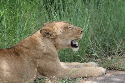 Transvaal Lion_3731.JPG