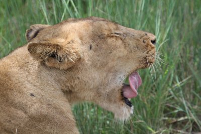 Transvaal Lion_3737.JPG