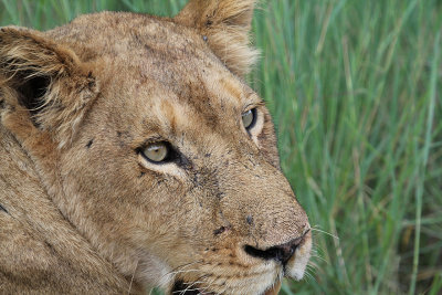Transvaal Lion_3739.JPG