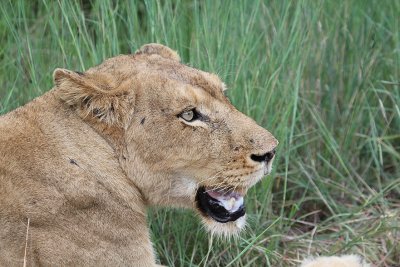 Transvaal Lion_3745.JPG