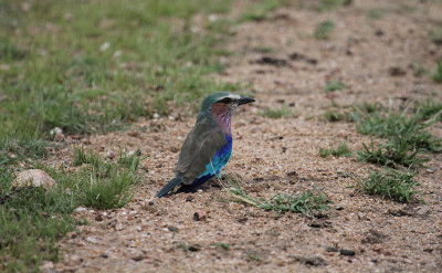 Lilac-breasted Roller_3803.JPG