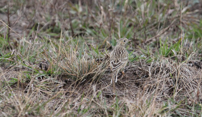 Sprague's Pipit_0155.JPG