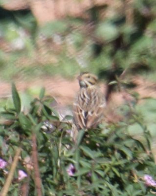 IMG_9408.JPG