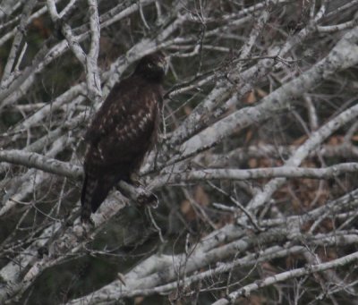 IMG_1577.jpg