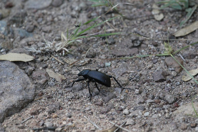 dung beetle_4923.JPG