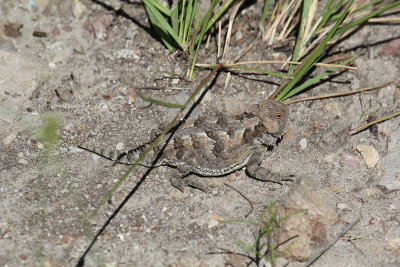 horned lizard_4931.JPG