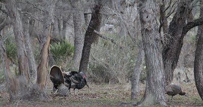 Wild Turkeys_0920.JPG