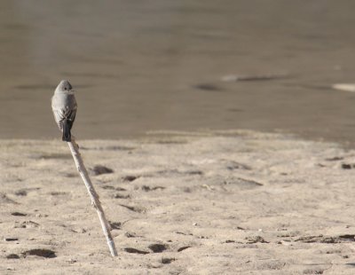 Say's Phoebe_1104.JPG