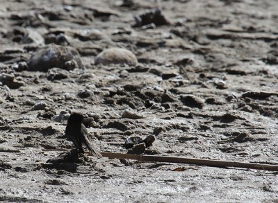Black Phoebe_1136.JPG