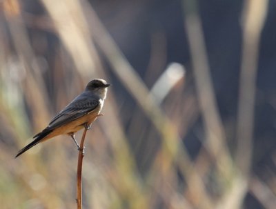 Say's Phoebe_1138.JPG