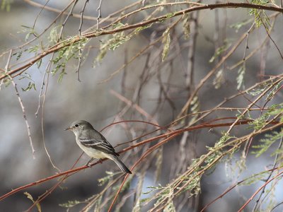 Gray Flycatcher_1163.JPG