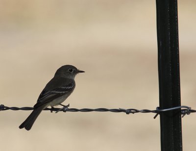 Gray Flycatcher_1166.JPG