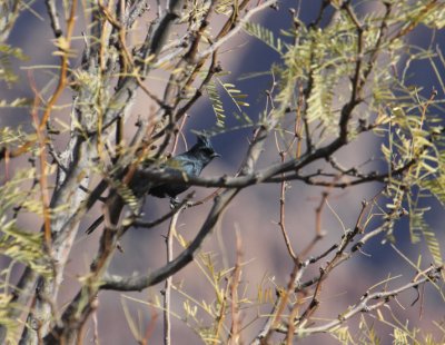 Phainopepla_1215.JPG