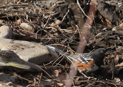 Spotted Towhee_1254.JPG