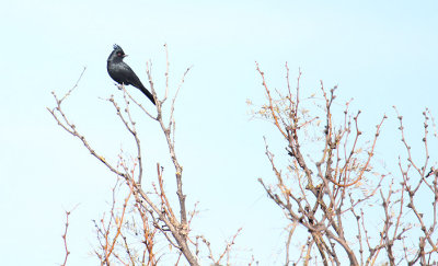 Phainopepla_1266.JPG
