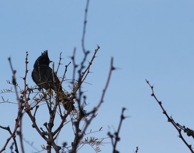Phainopepla_1271.JPG