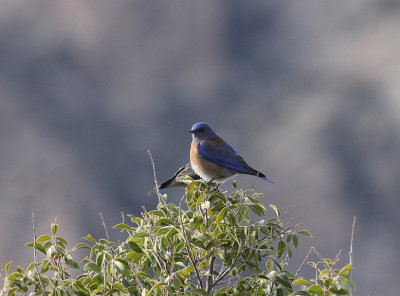 Western Bluebirds_1276.JPG