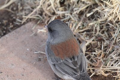 Dark-eyed (Gray-headed) Junco_1314.JPG