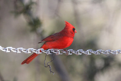 Northern Cardinal_1359.JPG