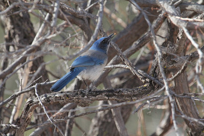 Western Scrub-Jay_1404.JPG